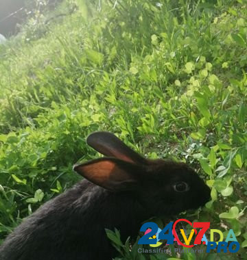 Кролики Gorodishche - photo 5
