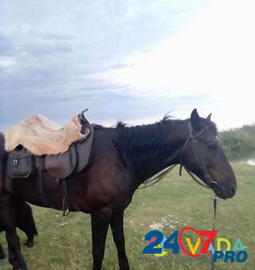 Лошадь Erkin-Shahar - photo 1