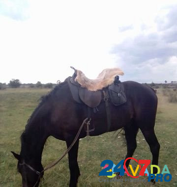 Лошадь Эркин-Шахар - изображение 2