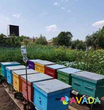 Ульи с пчелами Mar'yanskaya