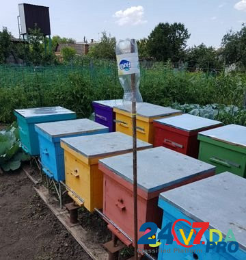 Ульи с пчелами Mar'yanskaya - photo 1