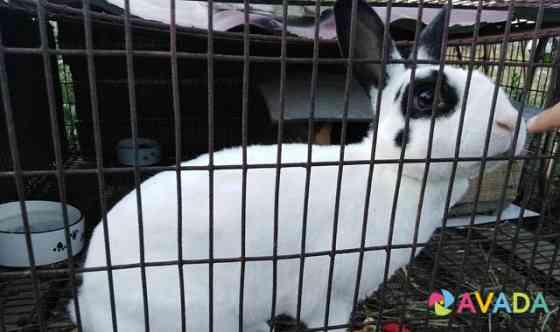 Продаю декоративного кролика Saratov