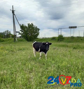 Корова Подбельск - изображение 1