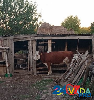 Корова Bol'shaya Orlovka - photo 3