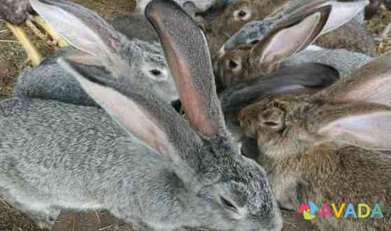 Кролики Armavir