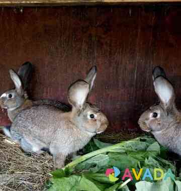 Кролики породы фландр Nizhniy Tagil