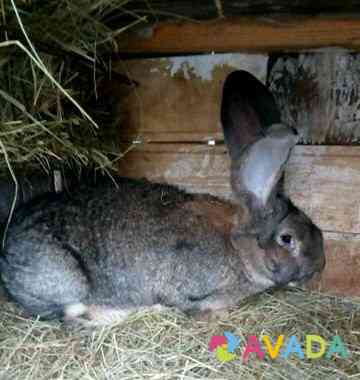 Кролики породы фландр Nizhniy Tagil
