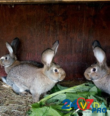 Кролики породы фландр Nizhniy Tagil - photo 3