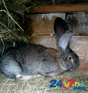 Кролики породы фландр Нижний Тагил - изображение 2