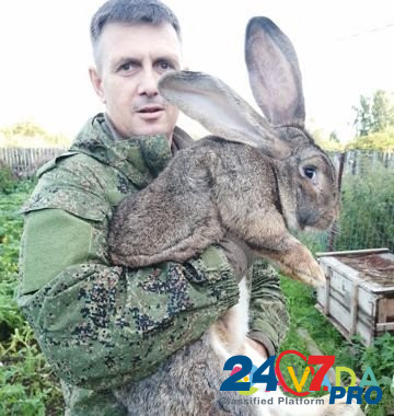 Кролики породы фландр Nizhniy Tagil - photo 1