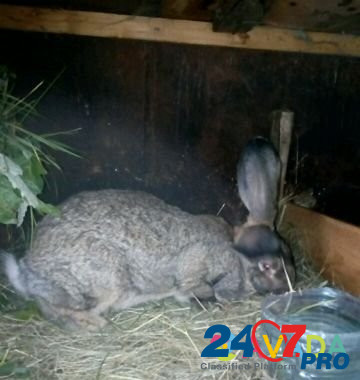 Кролики породы фландр Nizhniy Tagil - photo 7