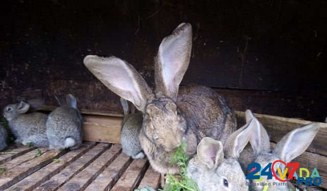 Кролики породы фландр Nizhniy Tagil - photo 6