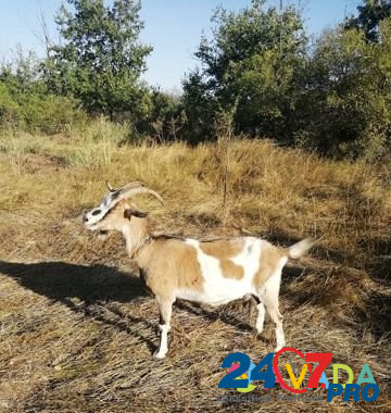 Продаю козу сукозную Усть-Донецкий - изображение 2