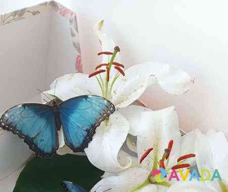 Подарок живые бабочки Chelyabinsk
