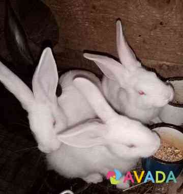 Крольчата.(Кролики) Vozhskiy