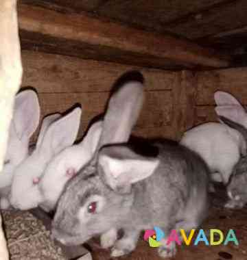 Крольчата.(Кролики) Vozhskiy
