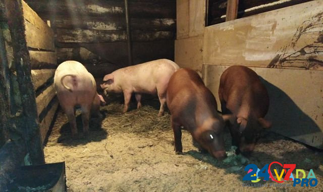Племенная свиноматка породы "Дюрок" Karagay - photo 3