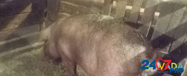 Племенная свиноматка породы "Дюрок" Karagay - photo 1