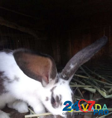 Кролик Zernograd - photo 2