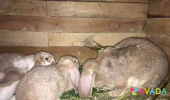 Кролики разной породы Bessonovka