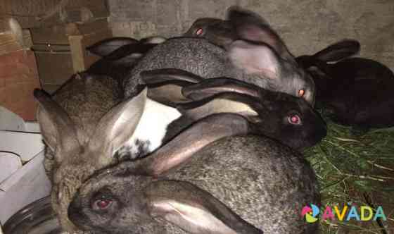 Кролики разной породы Bessonovka