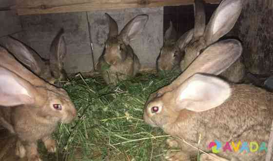 Кролики разной породы Бессоновка