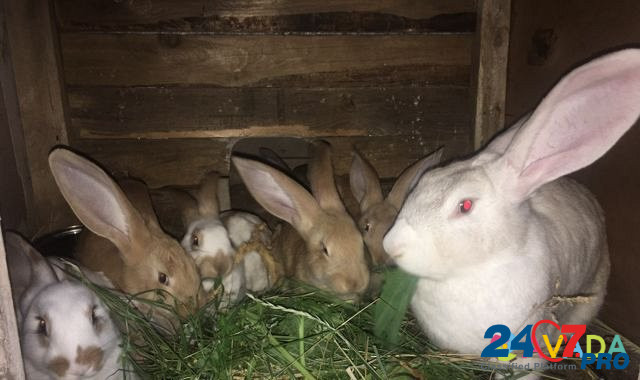 Кролики разной породы Бессоновка - изображение 2