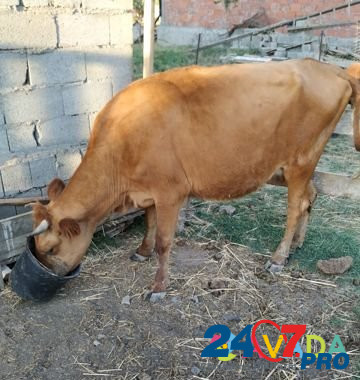 2 коровы и теленок(телочка) Shamkhal - photo 1