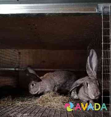 Кролики Немецкие пестрые Chelyabinsk