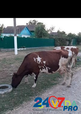 Продаётся двойные коровы Tselina - photo 3