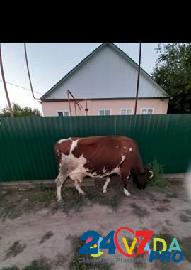 Продаётся двойные коровы Tselina - photo 2