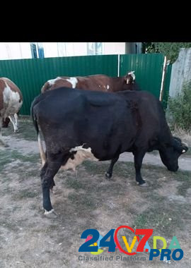 Продаётся двойные коровы Tselina - photo 1