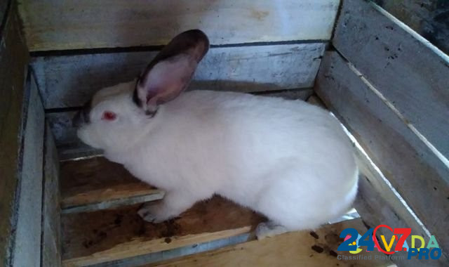 Продам кроликов Dzhiginka - photo 4