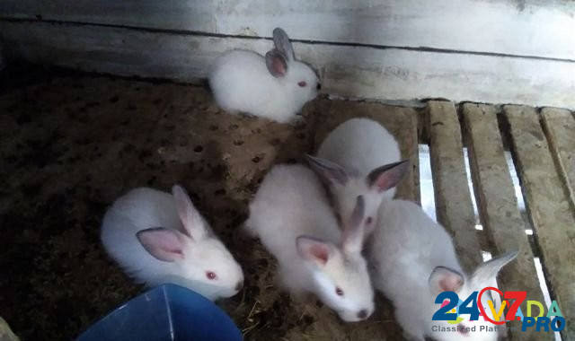 Продам кроликов Dzhiginka - photo 3
