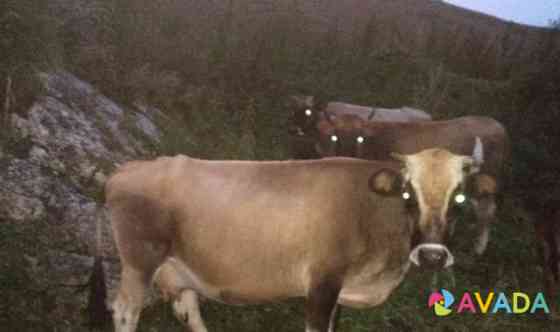 Коровы Akusha