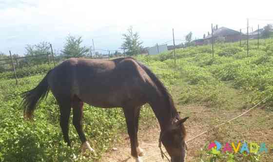 Лошадь Алхан-Кала