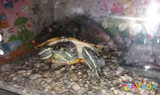 Черепахи красноухие Ханская