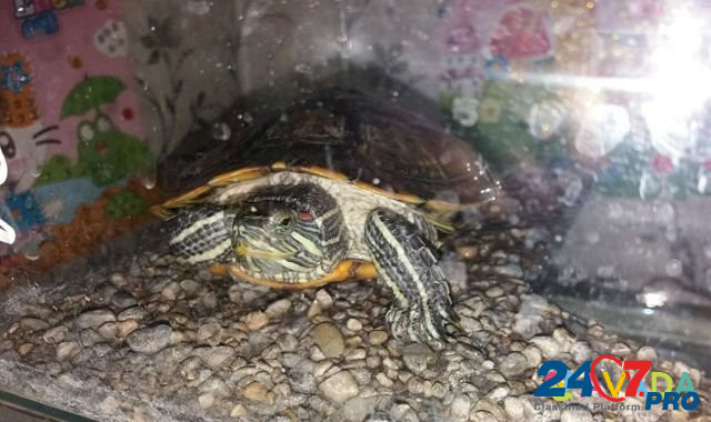 Черепахи красноухие Ханская - изображение 1