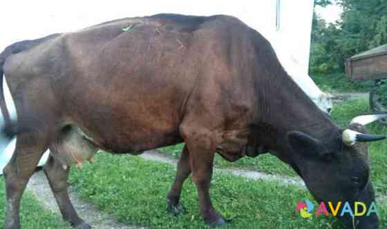 Корова голштинской породы Балакирево
