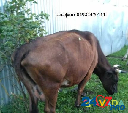 Корова голштинской породы Balakirevo - photo 2