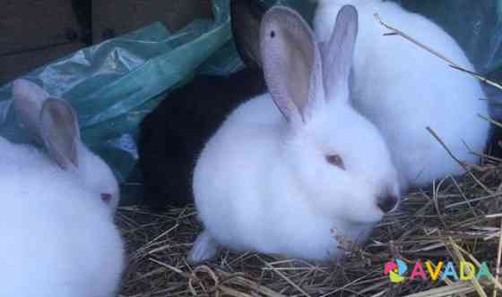 Кролики Korochin