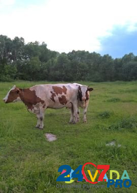 Корова и телка Batushevo - photo 1