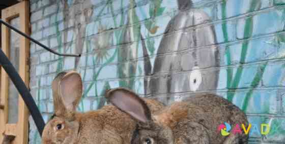 Продаются кролики Будённовск