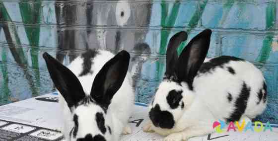 Продаются кролики Budennovsk