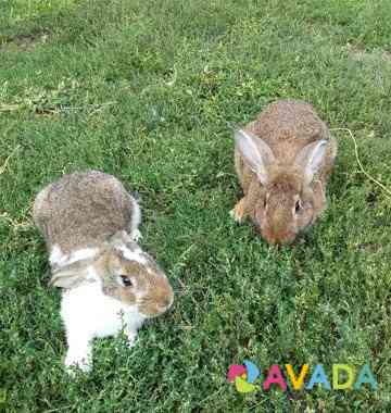 Кролики Navlya