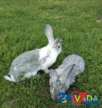 Кролики Навля - изображение 7