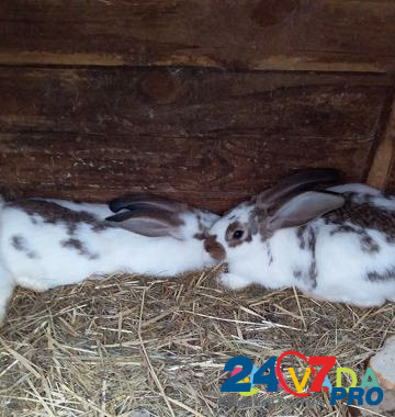 Кролики Navlya - photo 3