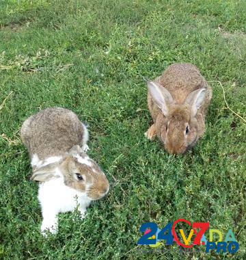 Кролики Navlya - photo 4