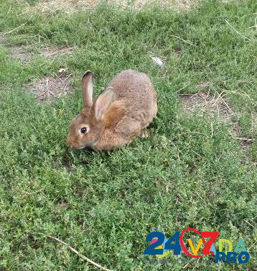 Кролики Navlya - photo 5