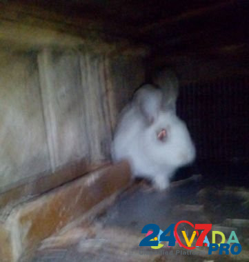 Кролики, пишите торг Ispravnaya - photo 4